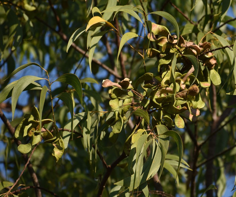 Acacia crassicarpa photo 6
