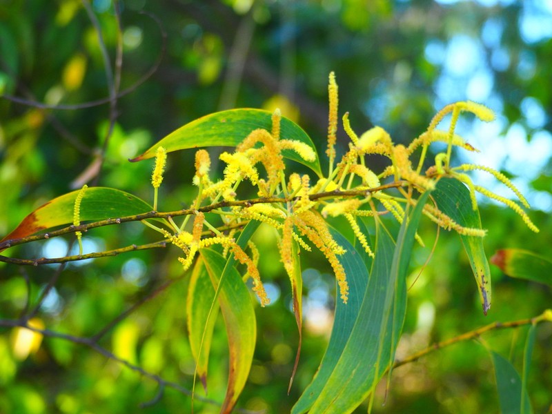 Acacia crassicarpa photo 8