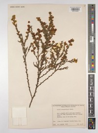 Acacia crassistipula