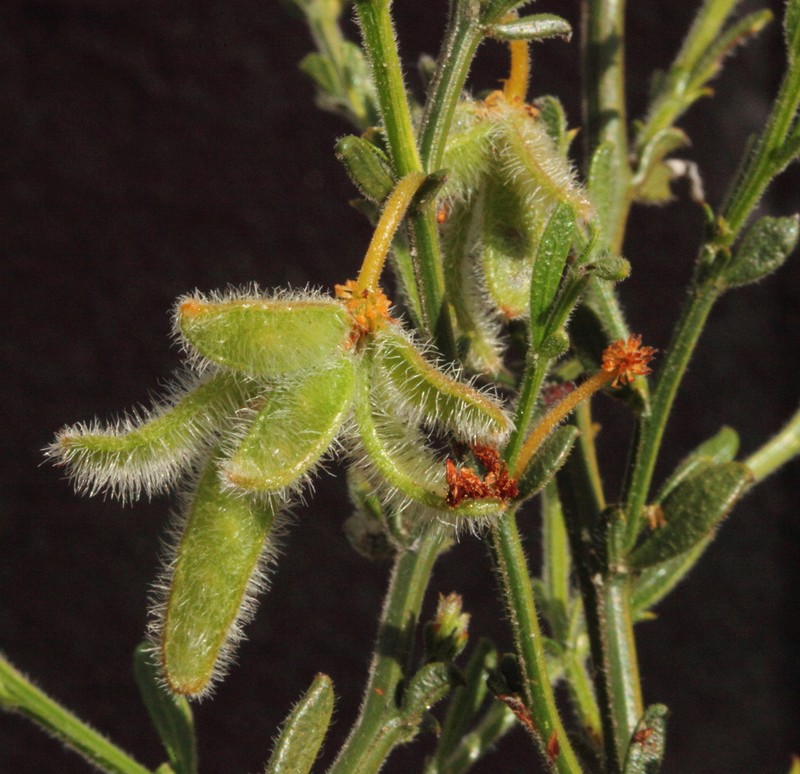 Acacia crassistipula photo 3