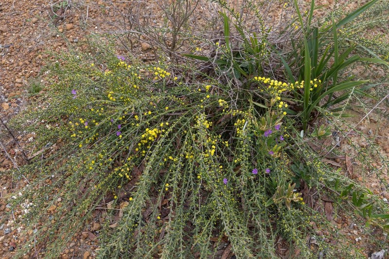 Acacia crassistipula photo 4