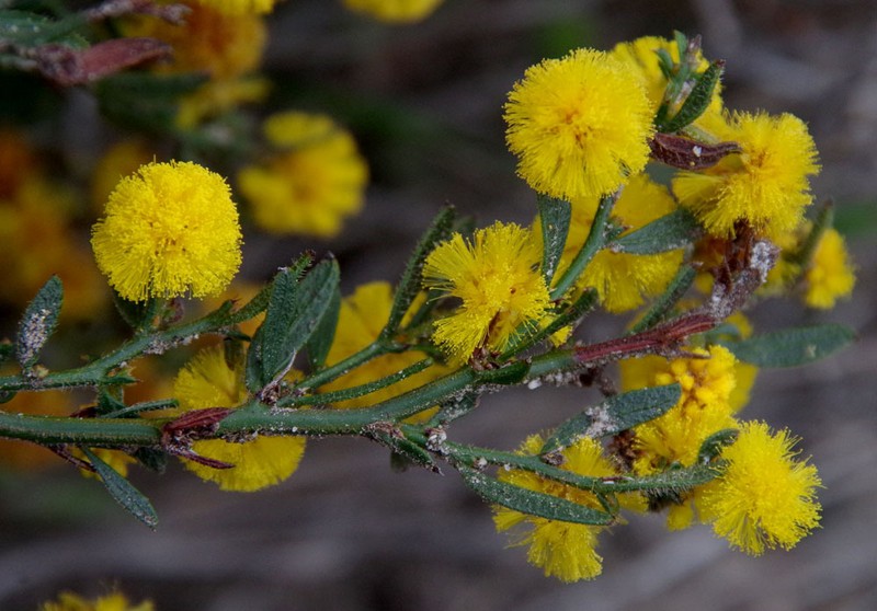 Acacia crassistipula photo 5