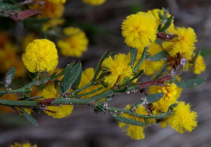 Acacia crassistipula photo 6