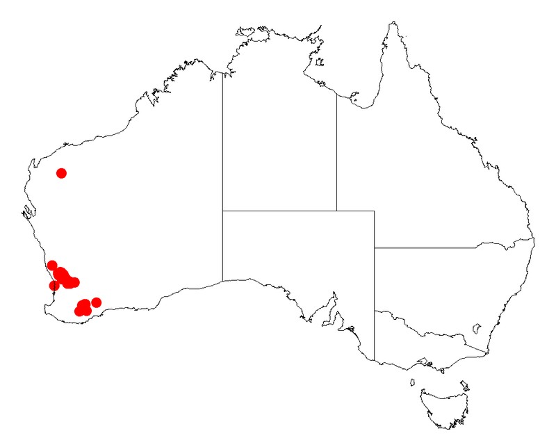 Acacia crassistipula