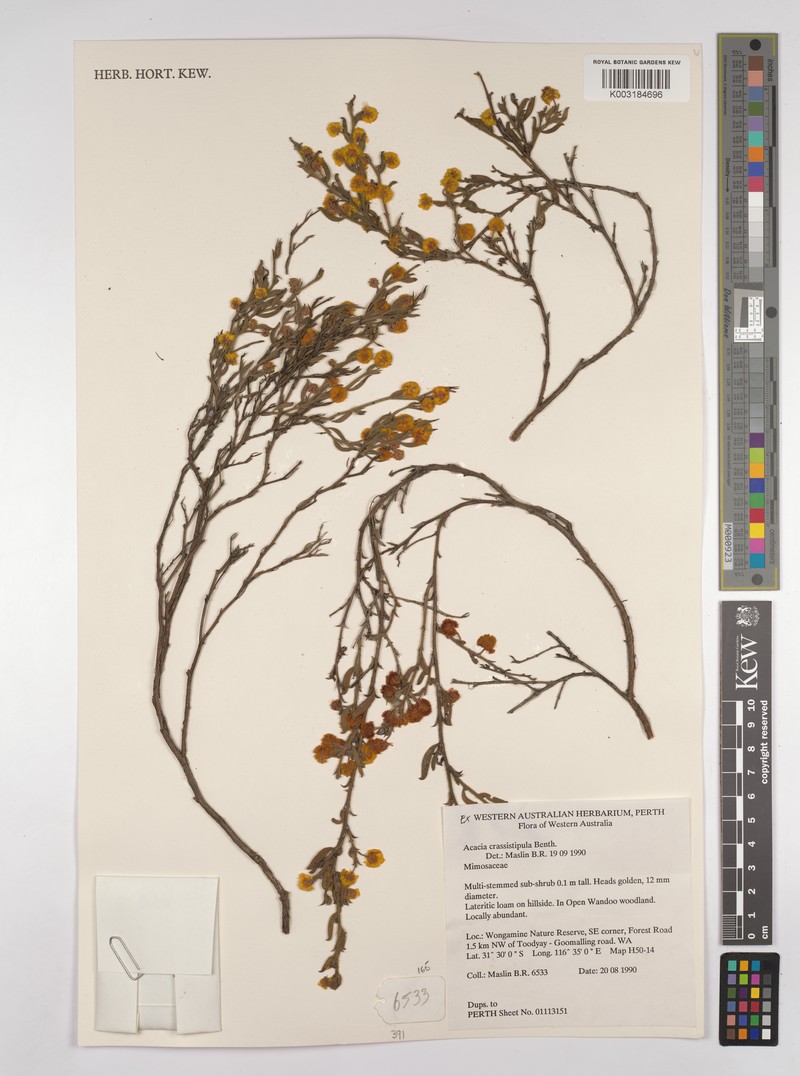 Acacia crassistipula photo 2