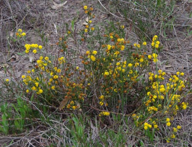 Acacia crassistipula photo 3