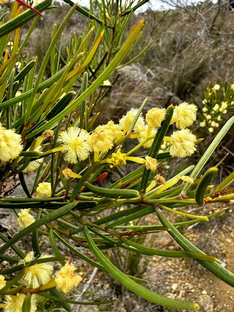 Acacia crassiuscula