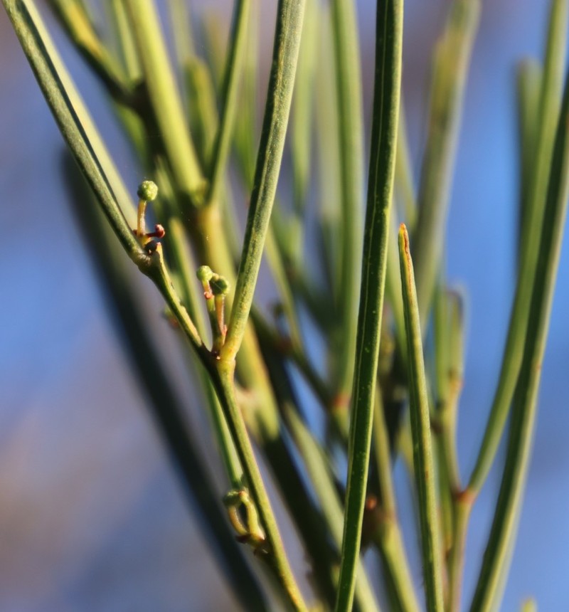 Acacia crassiuscula photo 2