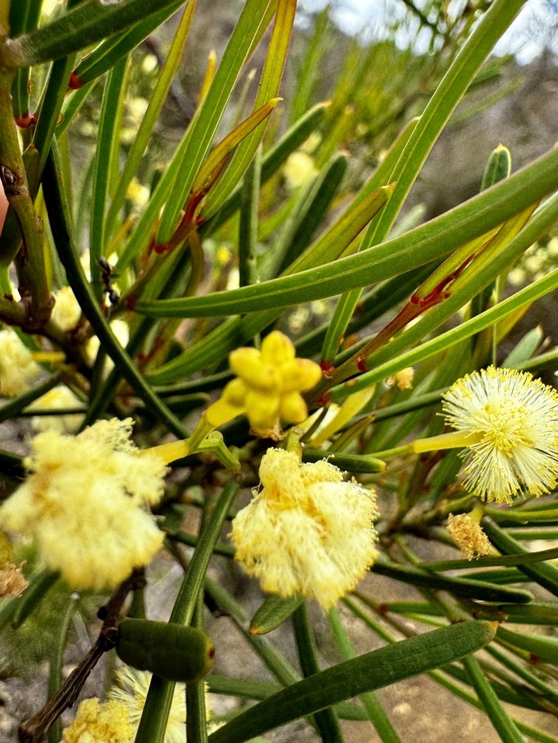 Acacia crassiuscula photo 3