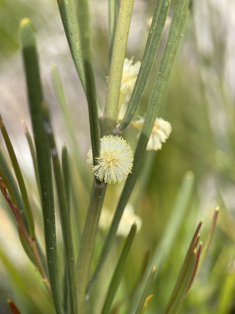 Acacia crassiuscula photo 4