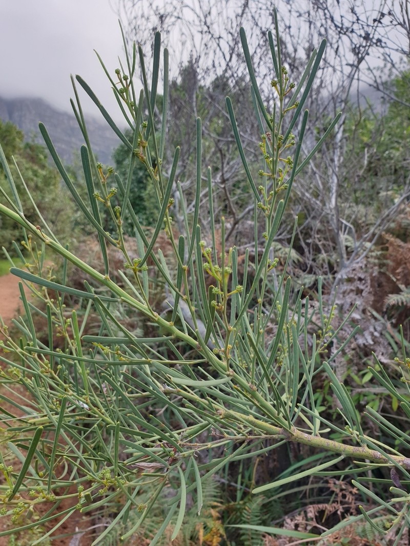 Acacia crassiuscula photo 5