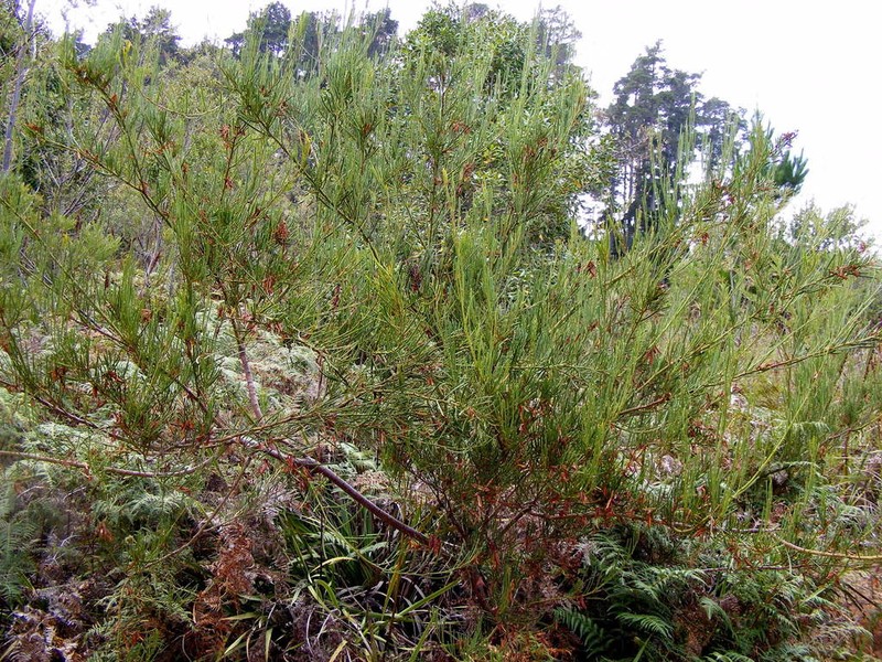 Acacia crassiuscula photo 6