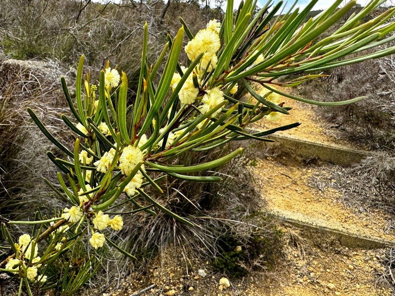 Acacia crassiuscula photo 7