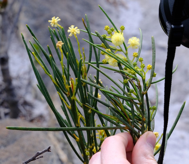 Acacia crassiuscula photo 8