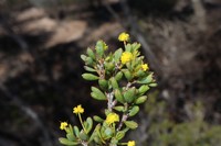 Acacia crassuloides