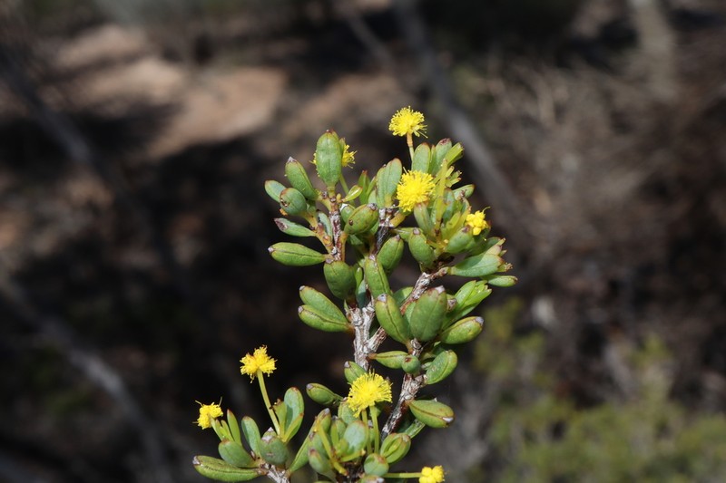 Acacia crassuloides