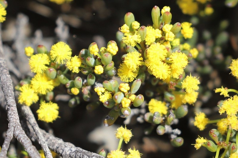 Acacia crassuloides photo 2