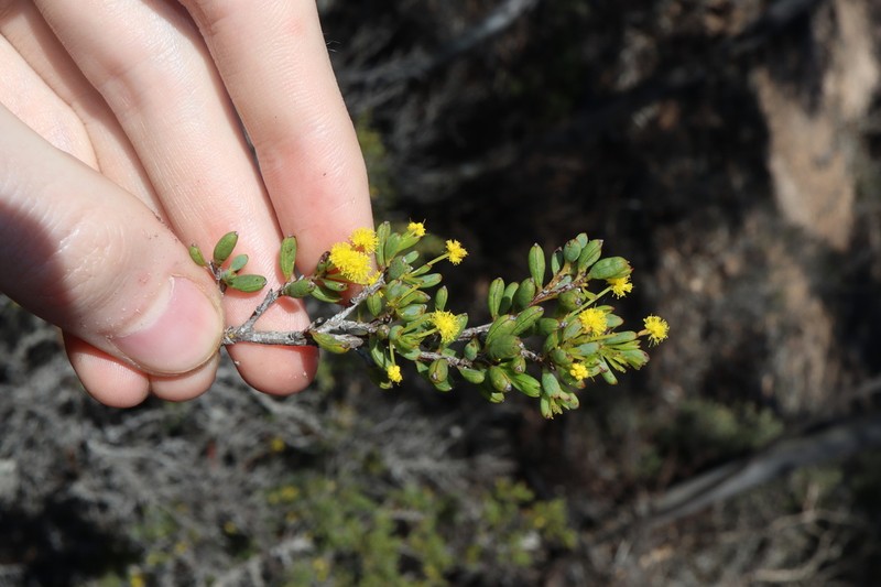 Acacia crassuloides photo 3