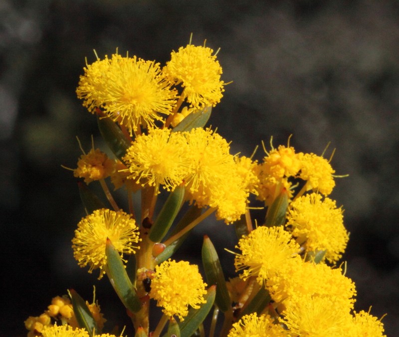 Acacia crassuloides photo 4