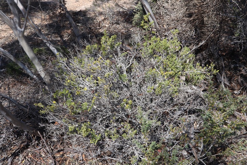 Acacia crassuloides photo 5