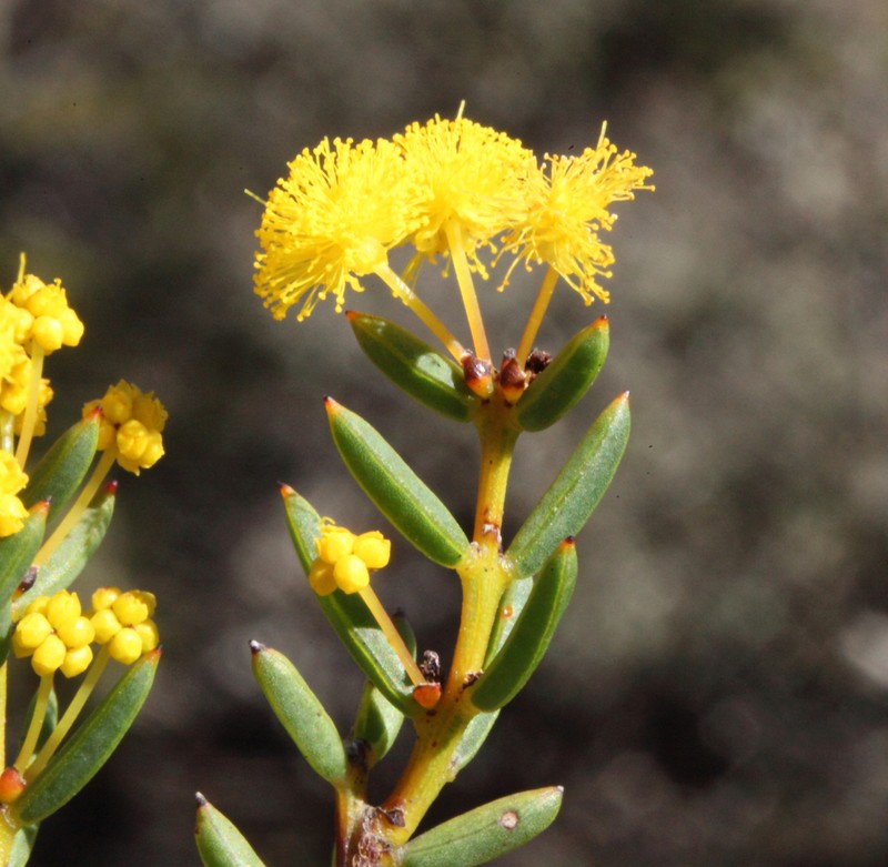Acacia crassuloides photo 6