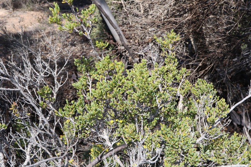 Acacia crassuloides photo 7