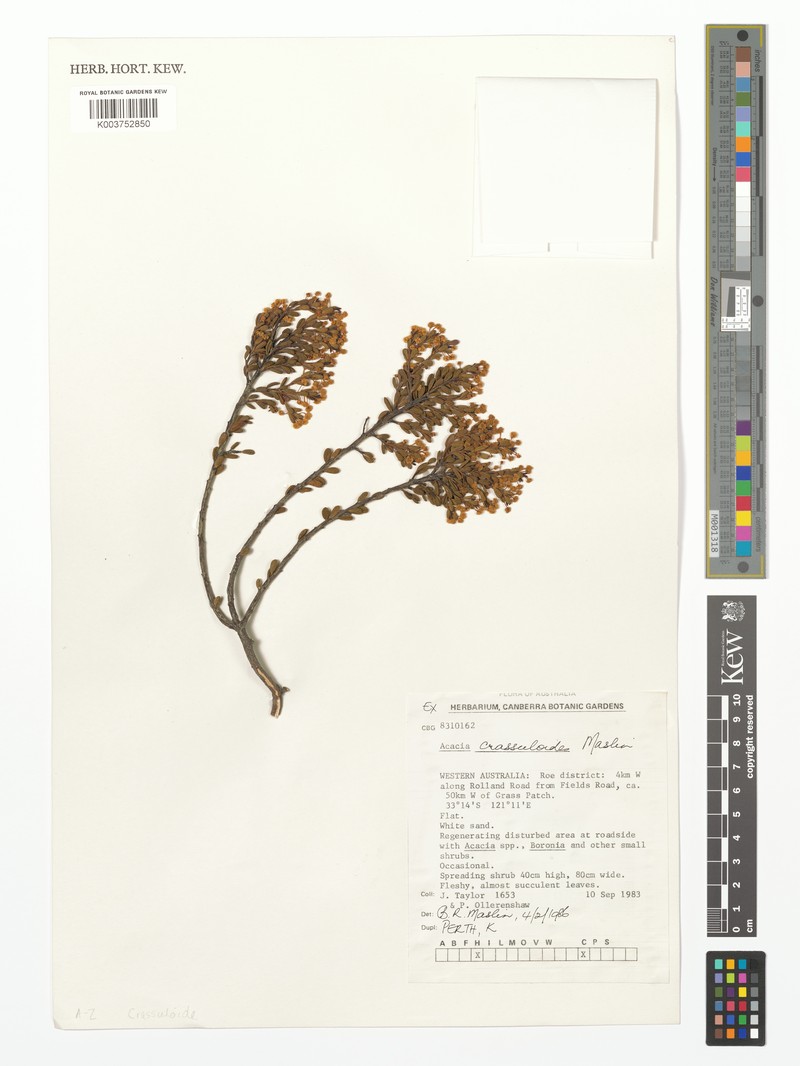 Acacia crassuloides photo 8
