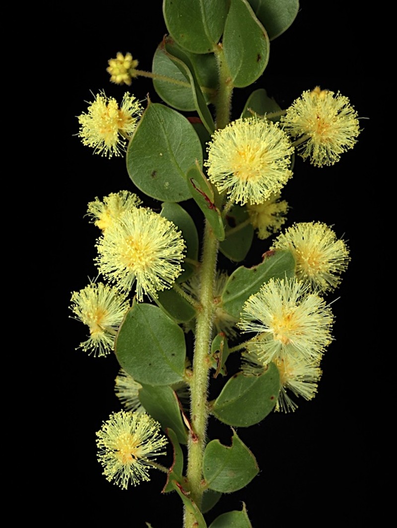 Acacia cremiflora