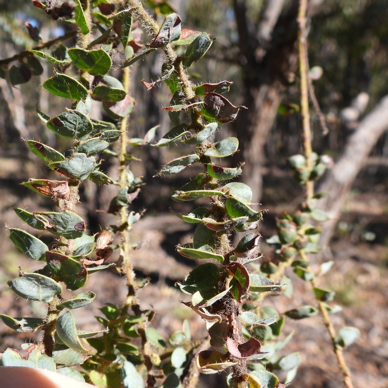 Acacia cremiflora photo 2