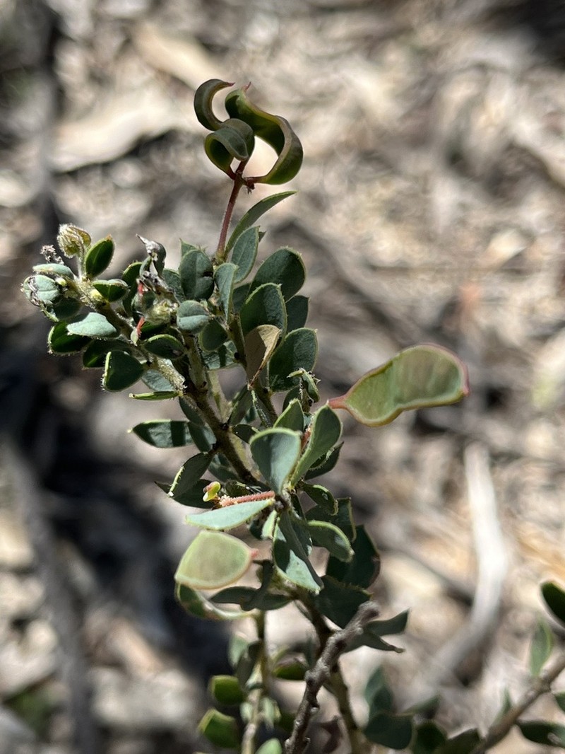 Acacia cremiflora photo 3
