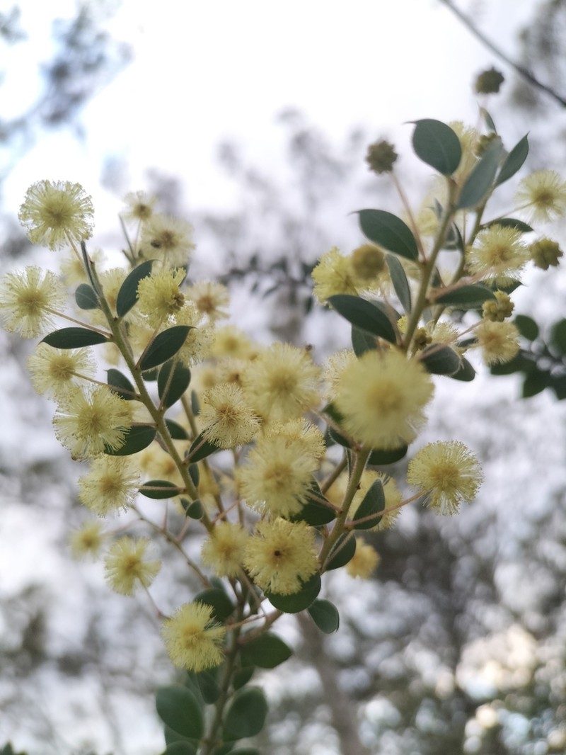 Acacia cremiflora photo 4