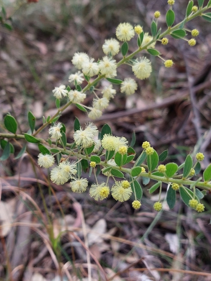 Acacia cremiflora photo 5