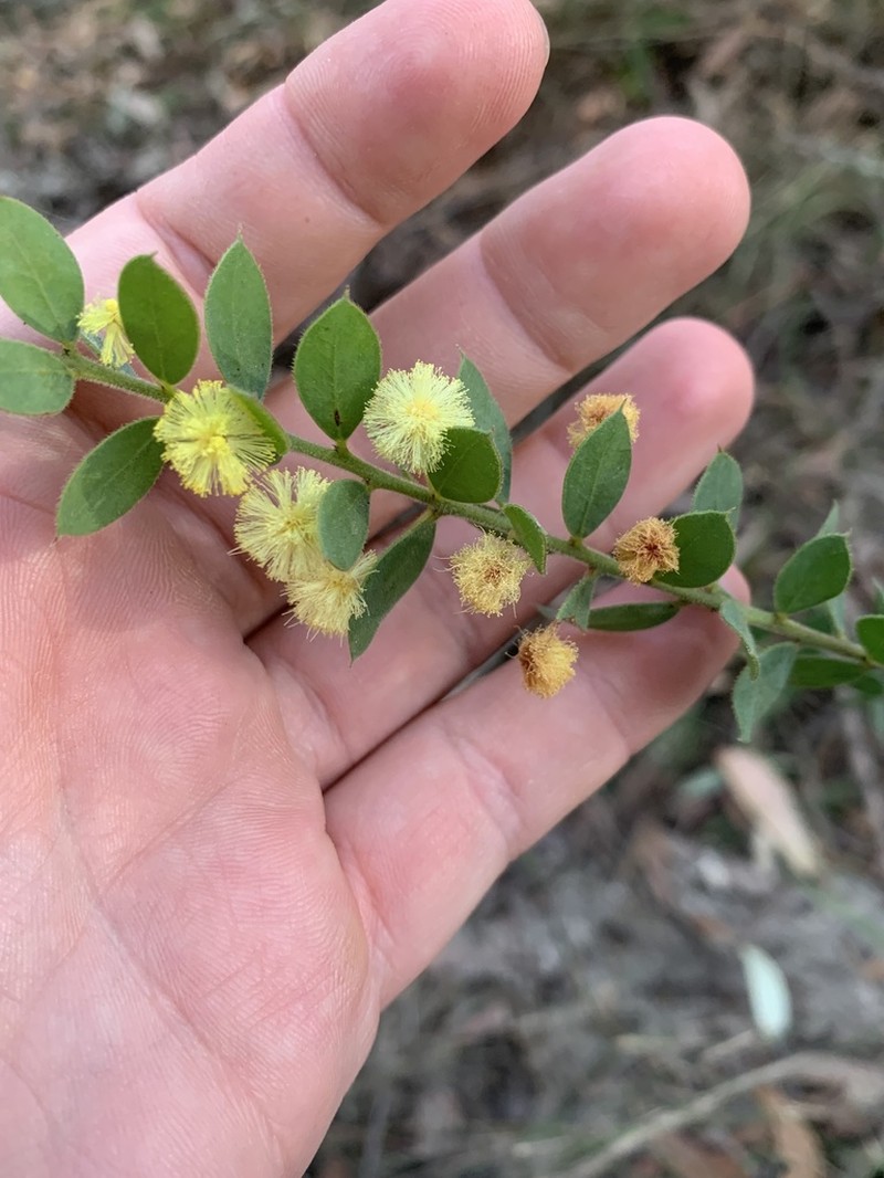 Acacia cremiflora photo 6