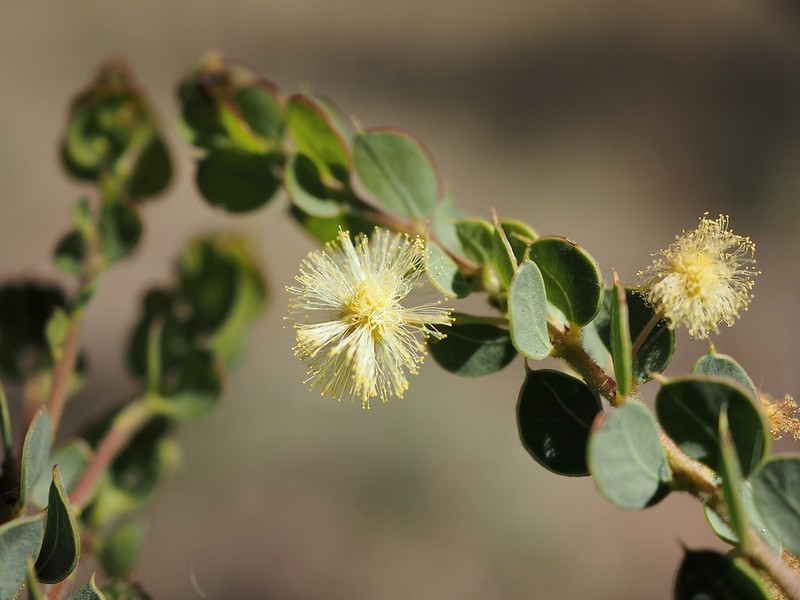 Acacia cremiflora photo 7