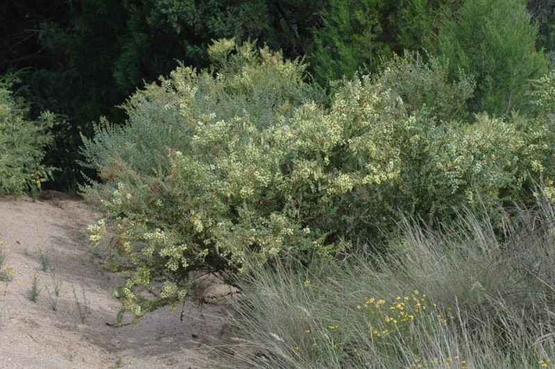 Acacia cremiflora photo 8