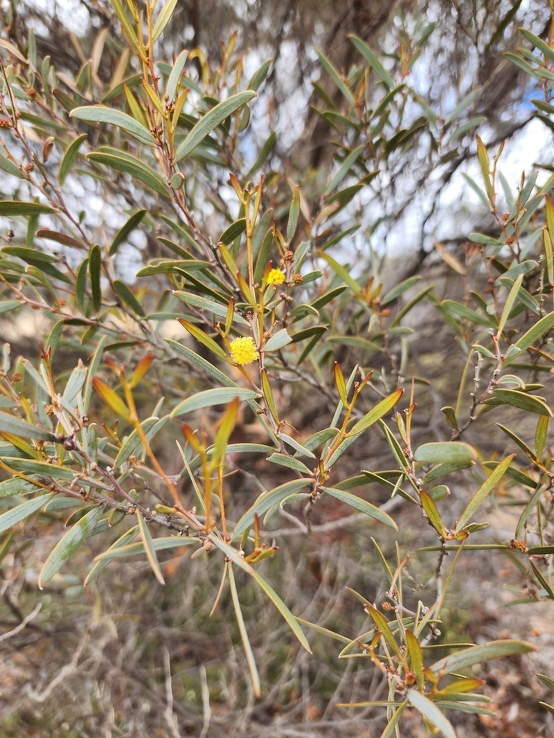 Acacia crenulata photo 3