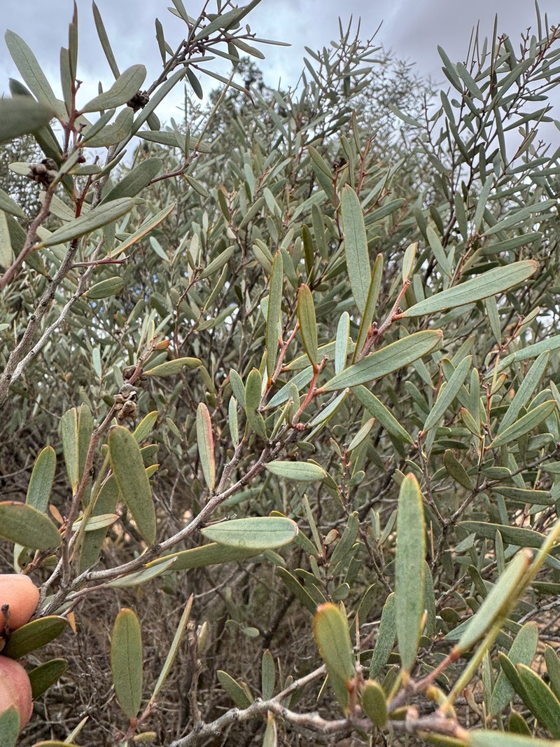 Acacia crenulata photo 4