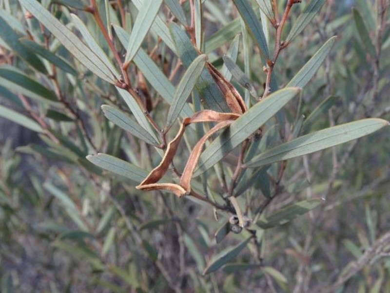 Acacia crenulata photo 6