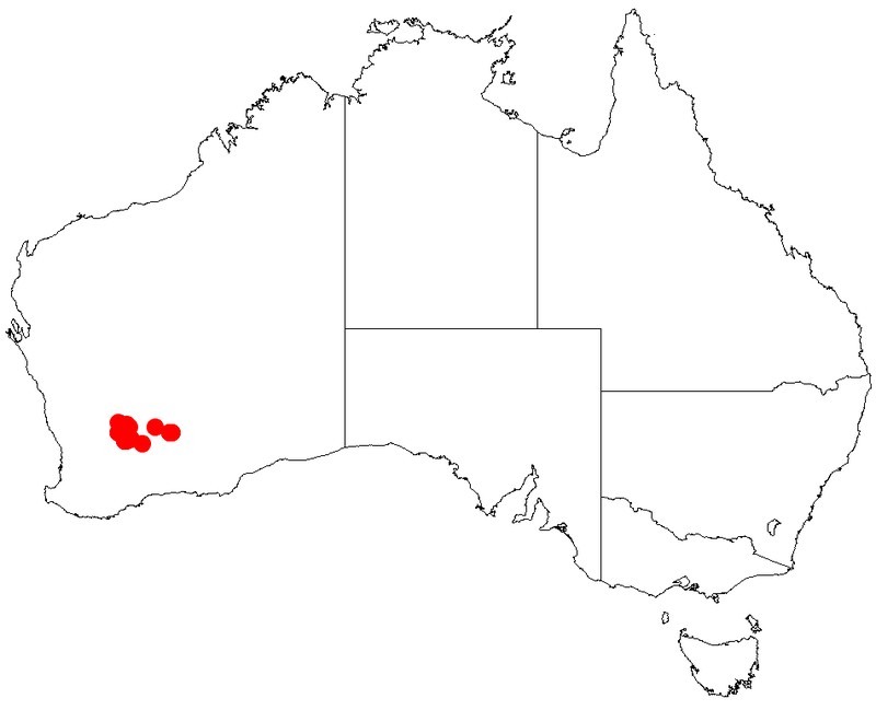 Acacia crenulata