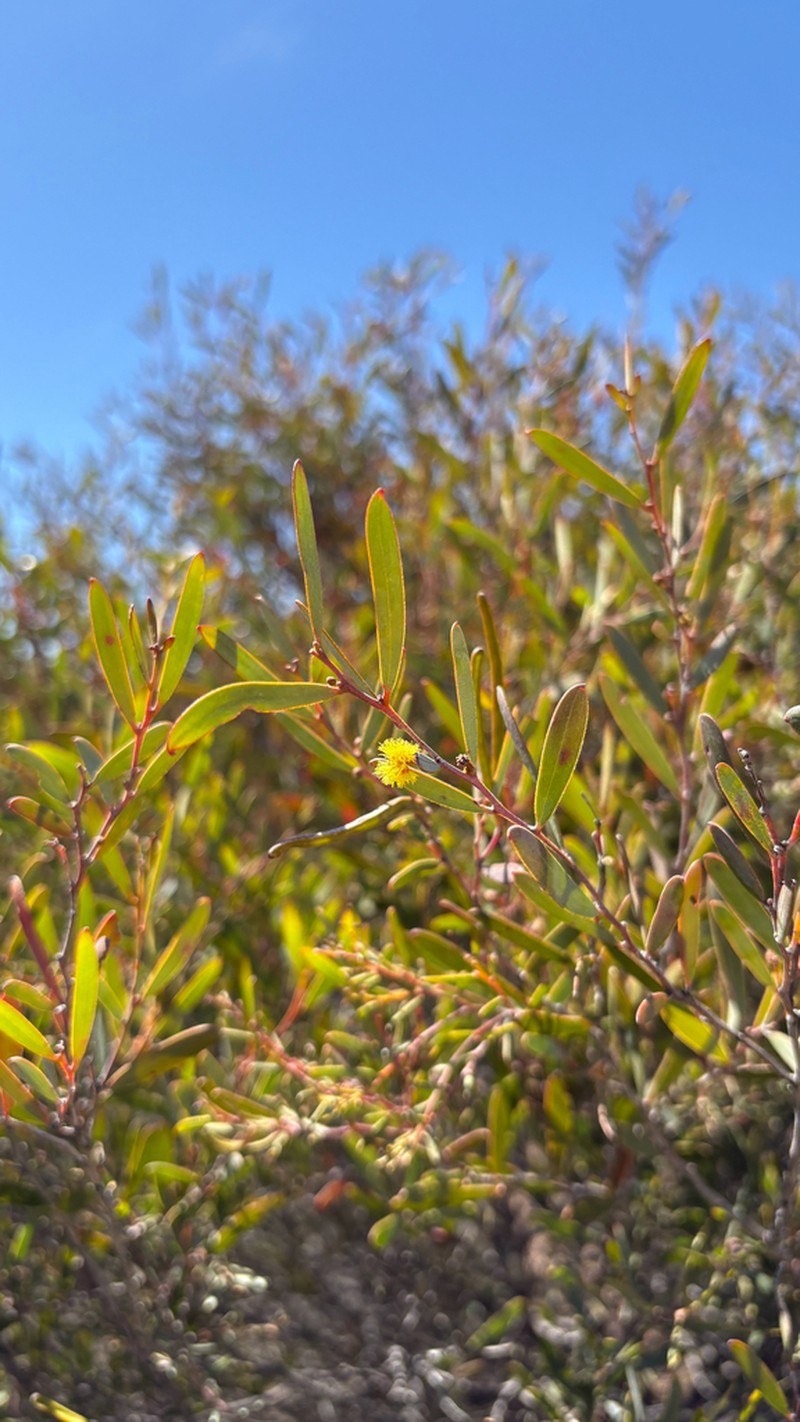 Acacia crenulata photo 2
