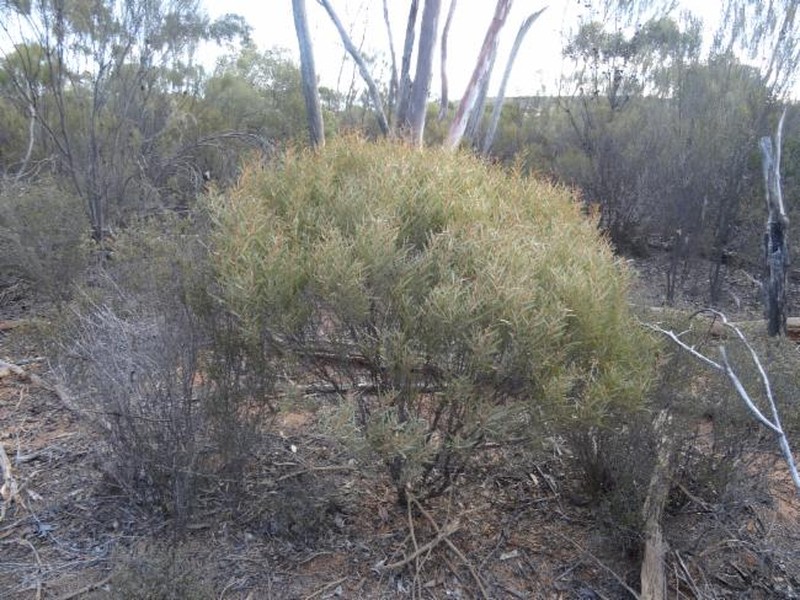 Acacia crenulata photo 4