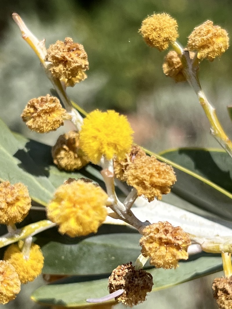Acacia cretacea