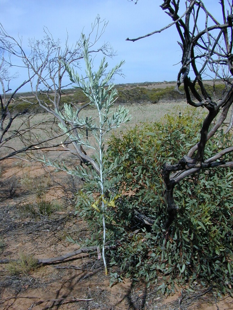 Acacia cretacea photo 2