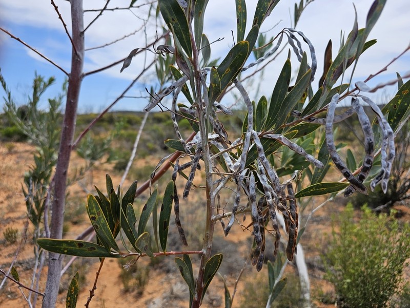 Acacia cretacea photo 3