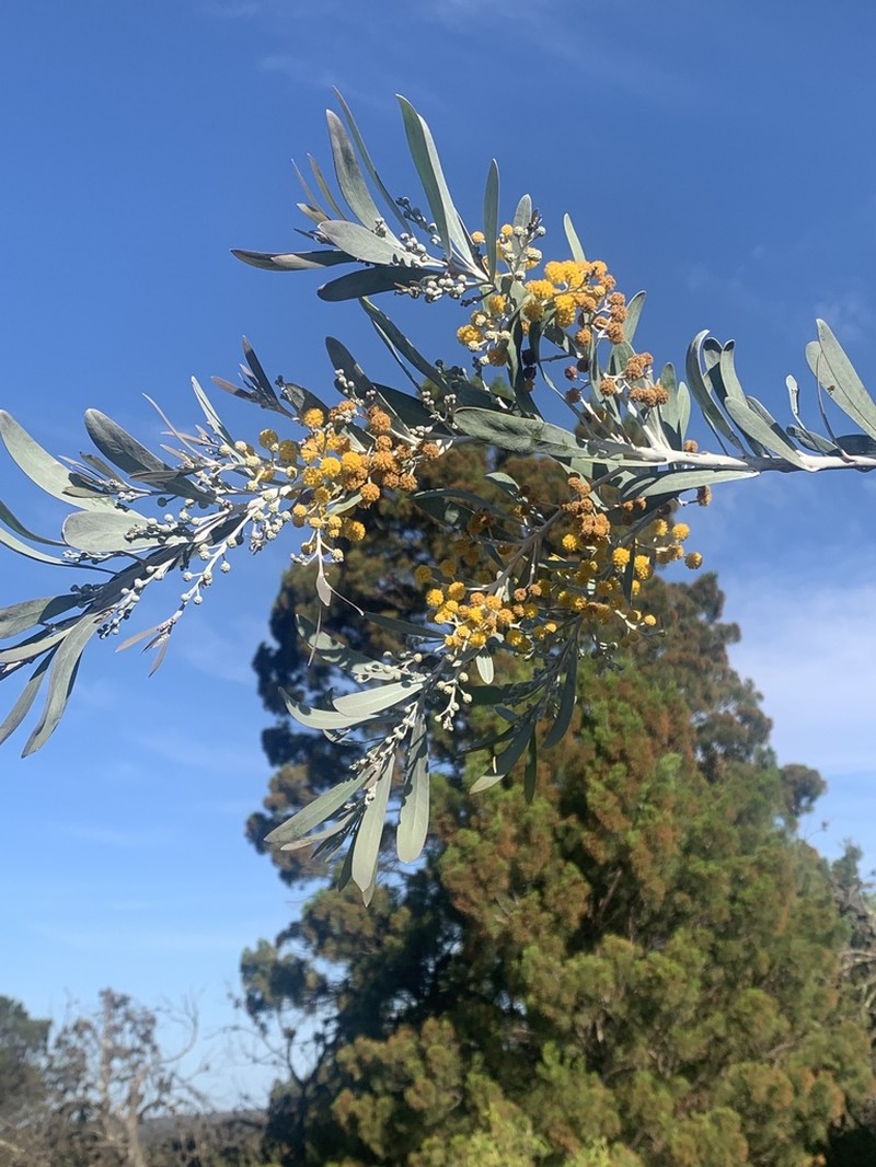 Acacia cretacea photo 4