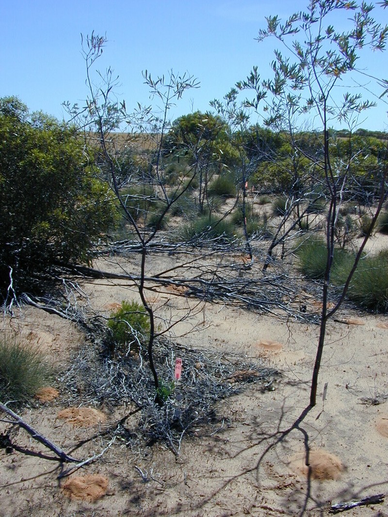 Acacia cretacea photo 5