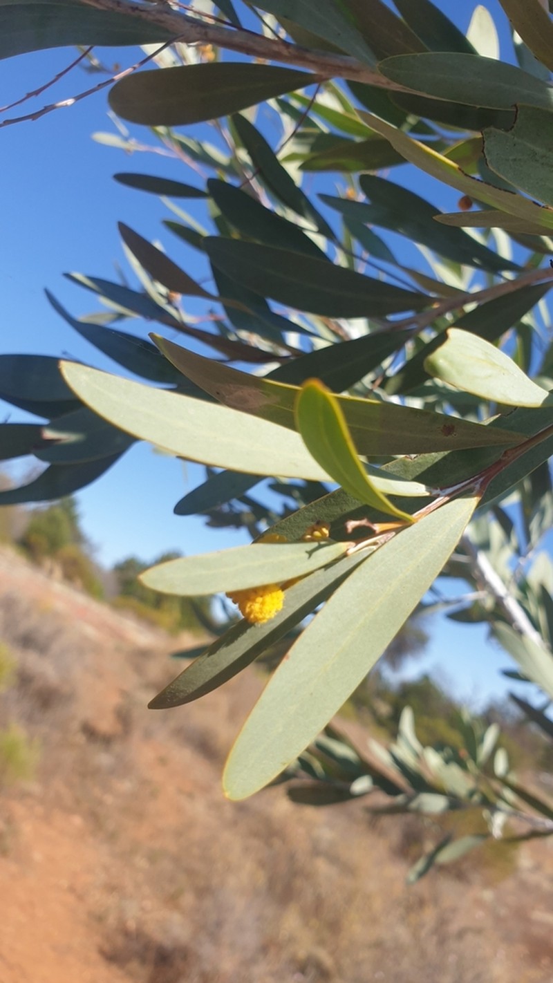 Acacia cretacea photo 6