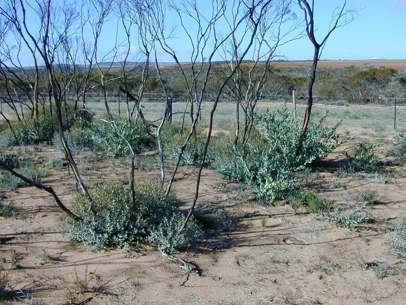 Acacia cretacea photo 7