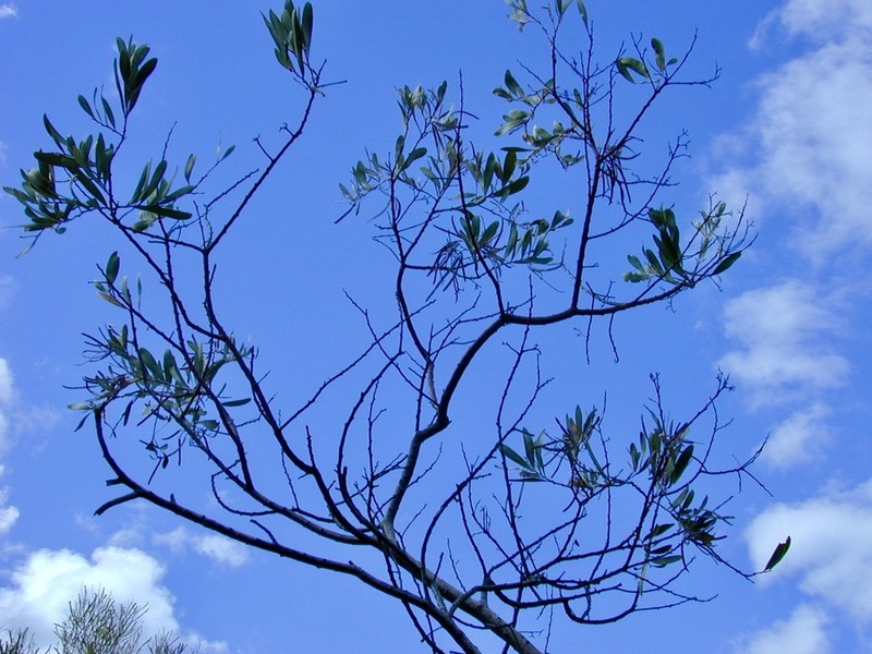 Acacia cretacea photo 8