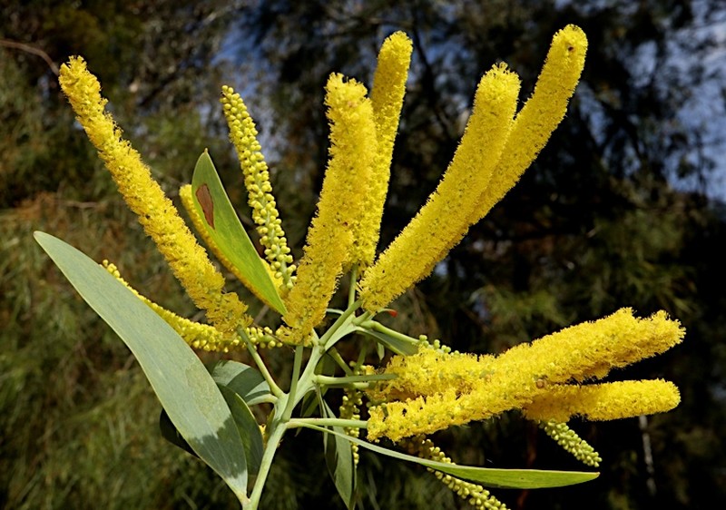 Acacia cretata